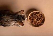 Vista de um gato comendo comida em uma tigela