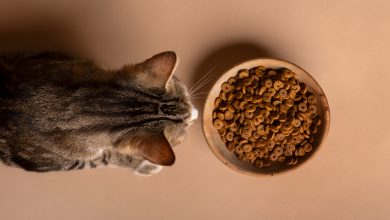 Vista de um gato comendo comida em uma tigela