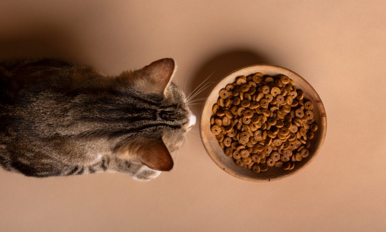 Vista de um gato comendo comida em uma tigela