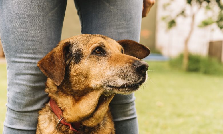 CÃO