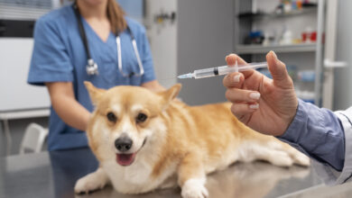 pet