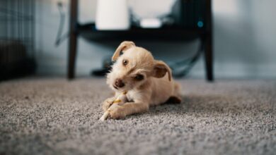 Como adaptar um filhote de cachorro à casa nova com tranquilidade