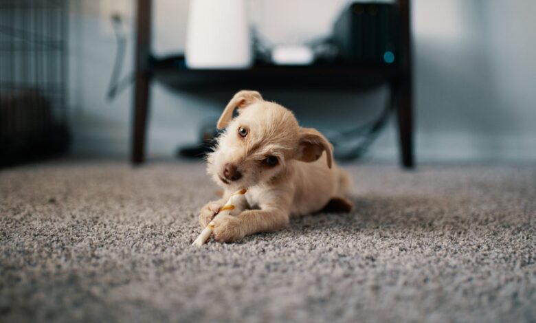 Como adaptar um filhote de cachorro à casa nova com tranquilidade